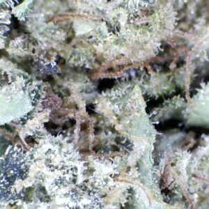 Gelato Runtz. by: Humboldt farms